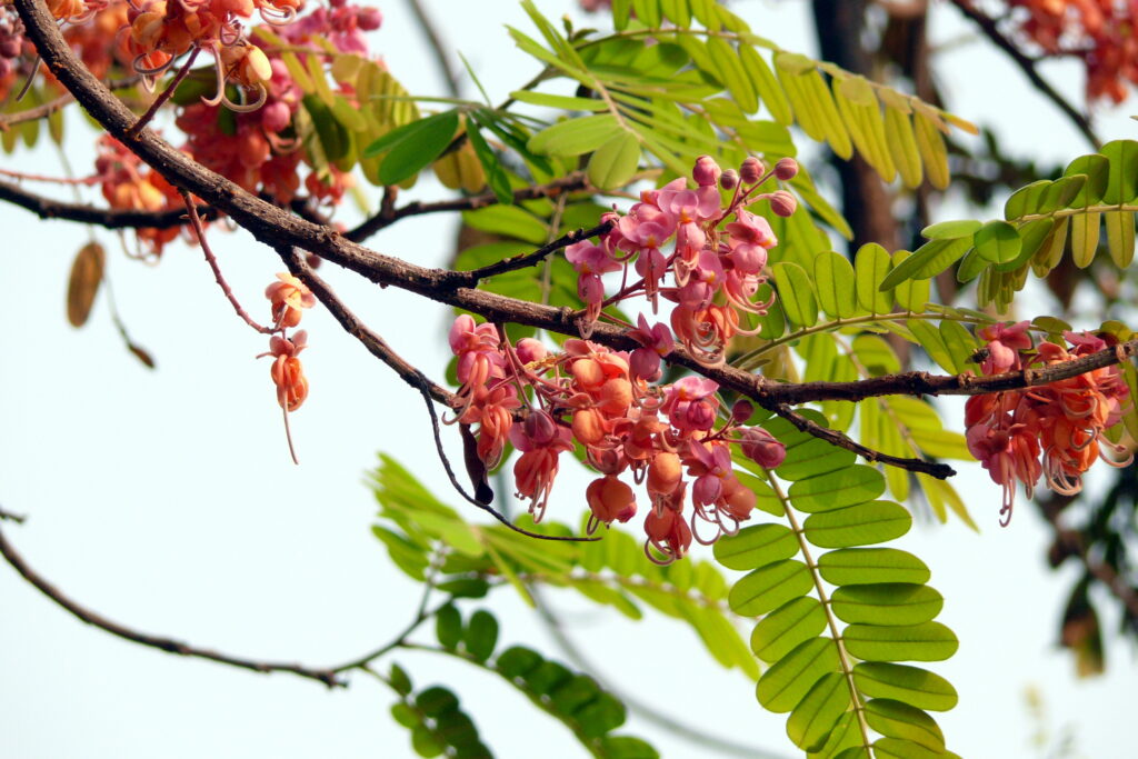 36.กาฬพฤกษ์02