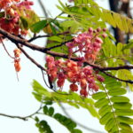 36.กาฬพฤกษ์02