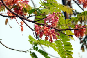 กาฬพฤกษ์