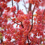 36.กาฬพฤกษ์04